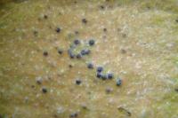 Pyrenula chlorospila