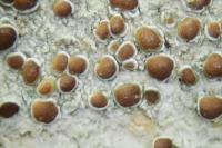 Lecanora horiza
