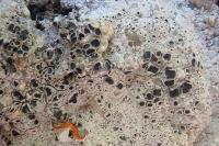 Diploschistes scruposus