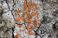 Blastenia ferruginea