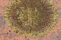 Xanthoparmelia verruculifera