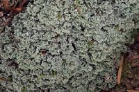 Cladonia caespiticia