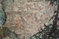 Coniocarpon cinnabarinum