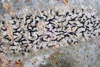 Arthonia atra