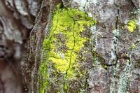 Chrysothrix candelaris