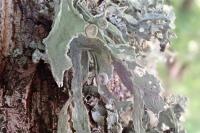 Ramalina fraxinea