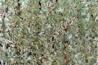 Pleurosticta acetabulum