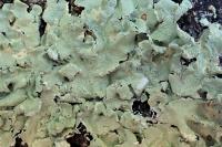 Flavoparmelia caperata