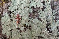 Flavoparmelia soredians