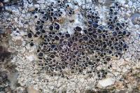 Lecanora campestris
