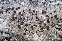Lecanora horiza