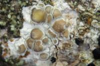 Glaucomaria carpinea