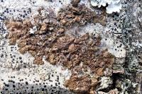 Melanohalea exasperata