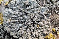 Physconia distorta var. distorta