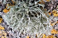 Ramalina farinacea