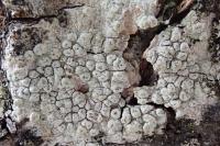 Pertusaria pertusa