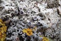 Physcia leptalea