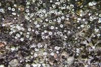 Polyozosia dispersa