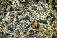 Toniniopsis bagliettoana