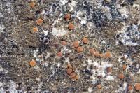 Protoblastenia rupestris