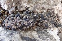 Toniniopsis aromatica