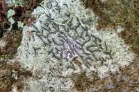 Graphis pulverulenta