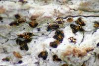 Alyxoria ochrocheila