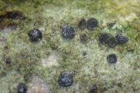 Catillaria nigroclavata