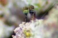Chaenotheca hispidula