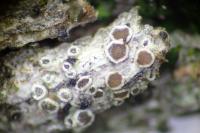 Polyozosia sambuci