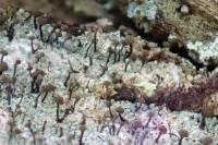 Chaenotheca trichialis