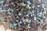 Normandina pulchella