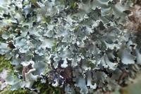 Parmotrema perlatum