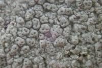 Pertusaria pertusa