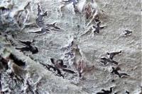 Phaeographis dendritica