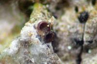 Gyalecta fagicola