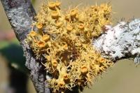Teloschistes chrysophthalmos