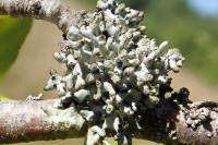 Hypogymnia tubulosa