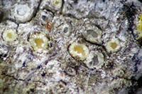 Gyalecta liguriensis