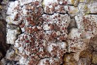 Lecanora horiza