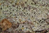 Chaenotheca ferruginea