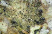 Dichoporis taylorii
