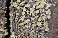 Hypocenomyce scalaris