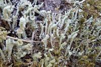 Cladonia ochrochlora