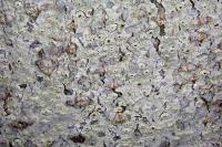 Pertusaria leioplaca