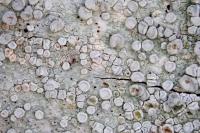 Lecanora albella