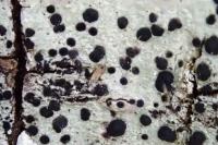 Buellia disciformis