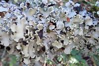 Parmotrema perlatum