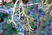 Ramalina farinacea