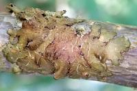 Melanelixia subaurifera